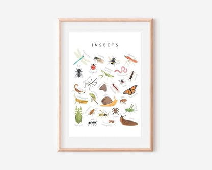 OZCONO Educational Insects Poster, Bugs Learning Chart Kids, Classroom Wall Decor Art, Montessori Homeschool Aid (Unframed) (12x18)