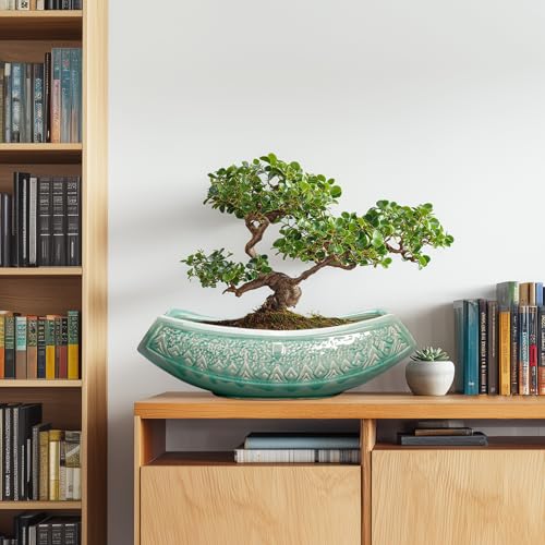 Bonsai Tree Pot