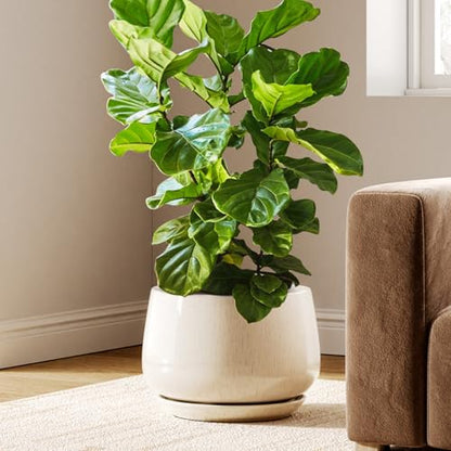 Ceramic Planter