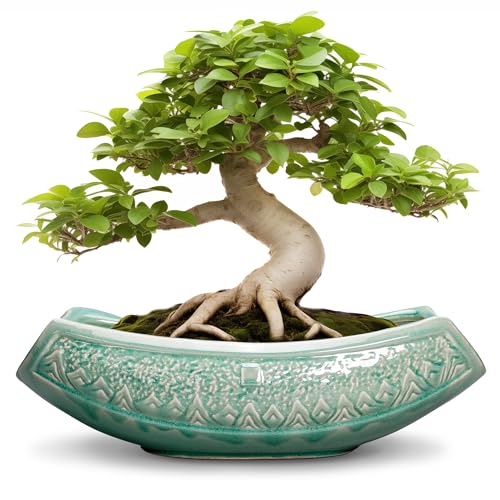 Bonsai Tree Pot