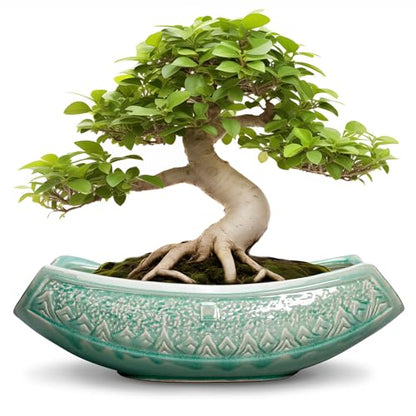 Bonsai Tree Pot