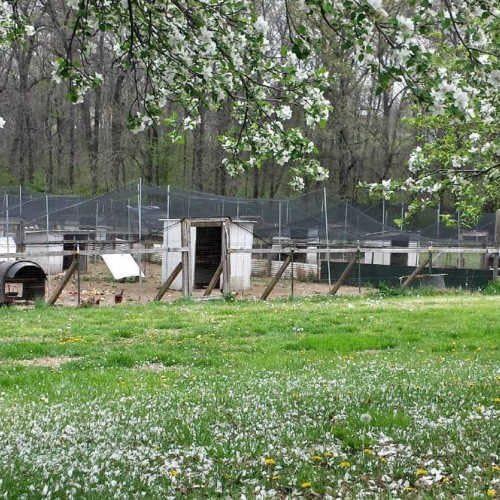 Poultry Netting 25ft x 25ft Heavy Knotted 2" Mesh Nets Aviary Gamefowl Quail Chicken Bird Block Net Long Lasting Break/Burst 85/245 lb Polyethylene 8-10 Year Lifespan