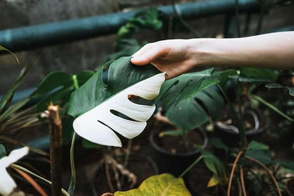 GARDENERA Monstera Borsigiana Planting Mix - Promotes Steady Growth and Vibrant Leaves - 10 Quart (2 Bags of 5 Quart)