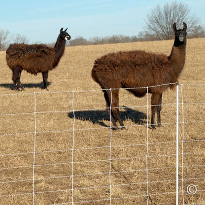 Premier 1 ElectroStop® 42"H x 164'L Portable Electric Fence with Built-in Single Spike Posts | White Fence for Sheep & Goats