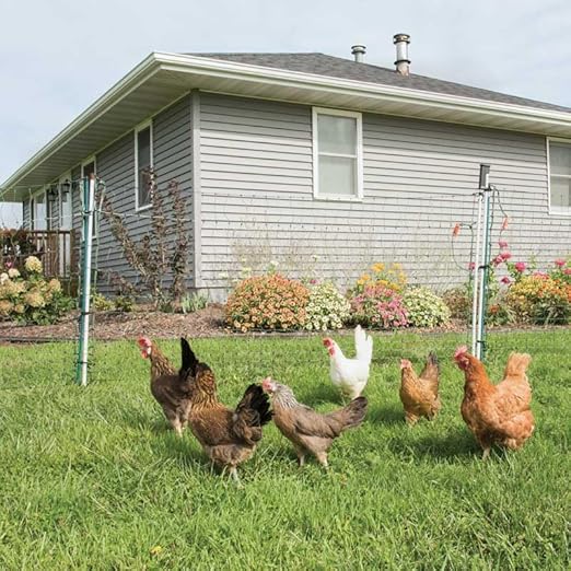 Premier 1 PoultryNet® 48"H x 20'L Electric Net Gate with Drivable Posts for Chickens, Ducks, Geese | Green/Black Net with White Posts (20' Length)