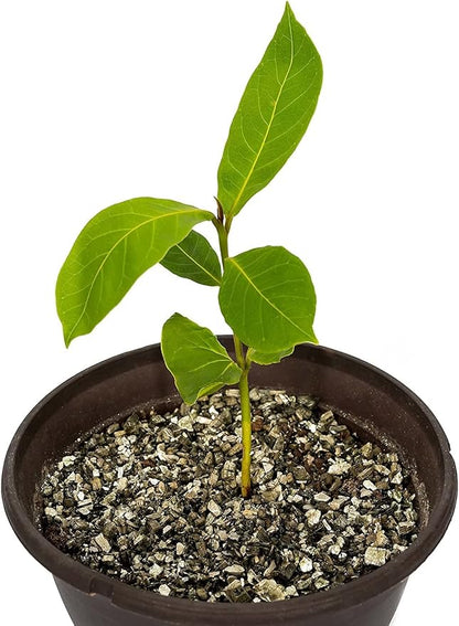 Gardenera House Plant and Tropical Plant Potting Soil - Re-Potting Soil for All Types of Indoor House Plants - 4 Quart Bag