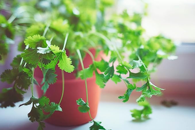 Elevate Your Cilantro Garden with Gardenera's Organic Potting Mix - Tailored for Robust Cilantro Plants and Bold Leaves - 2 Quart