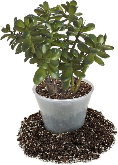 GARDENERA Premium Jade Plant Potting Soil Mix - 10 Quart (2 Bags of 5 Quart)