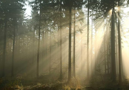 Sunshine Forest Woodland Wallpaper Nature Landscape Tree Wall Murals for Bedroom Living Room(Not Self-Adhesive)