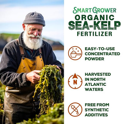 Organic Sea Kelp Fertilizer for Plants – Water-Soluble – Makes 50 Gallons – Kelp Meal Concentrate Plant Food – for Indoor Gardens, Hydroponics, Vegetables, Houseplants - Smart Grower - 2oz Bag