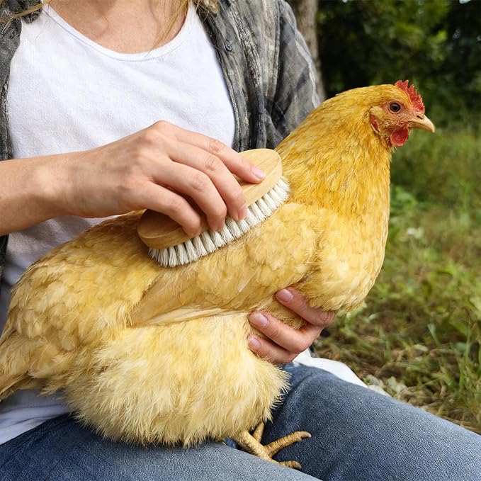 Chicken Feather Brush Extra Soft Brush for Pet Hen Chicken Care Grooming Accessories