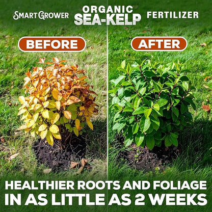 Organic Sea Kelp Fertilizer for Plants – Water-Soluble – Makes 50 Gallons – Kelp Meal Concentrate Plant Food – for Indoor Gardens, Hydroponics, Vegetables, Houseplants - Smart Grower - 2oz Bag